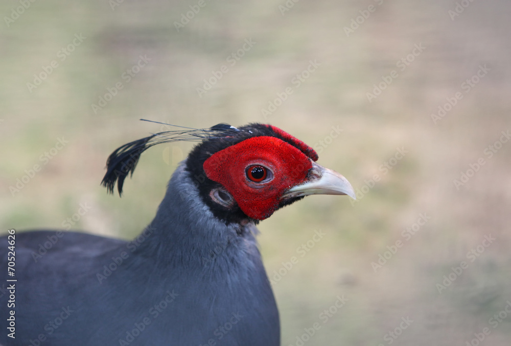 Closeup, face of male Siamese Fireback (Lophura diardi) Closeup, face of male Siamese Fireback (Lophura diardi)