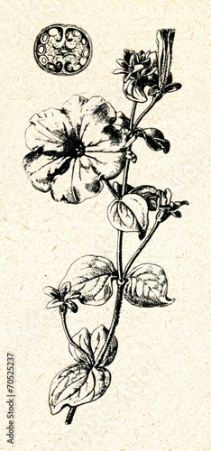 Petunia hybrida