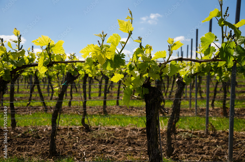 viticulture13