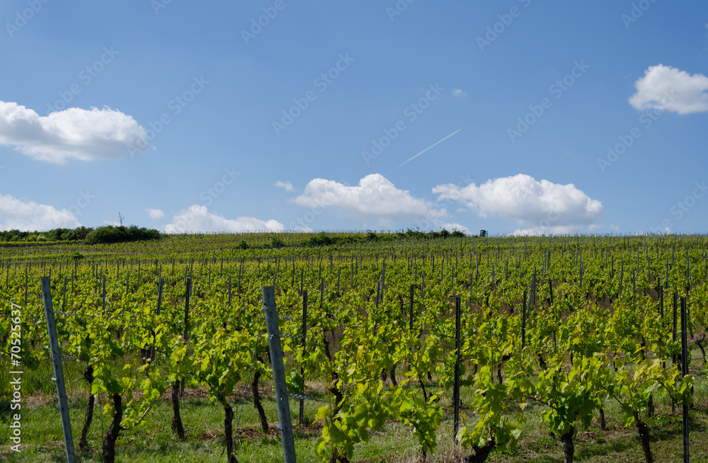 viticulture12