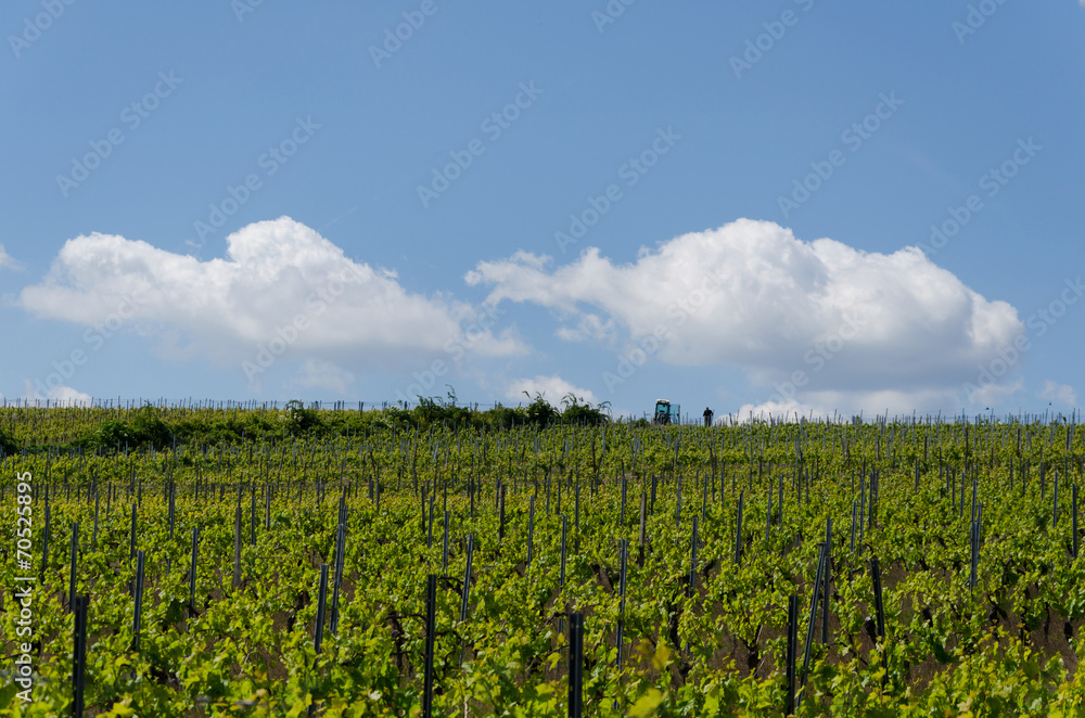 viticulture21