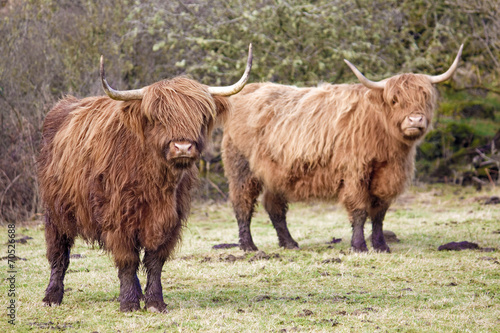 Shaggy Moos Looking at Camera