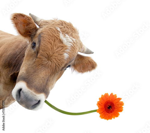 Kuh mit Blume