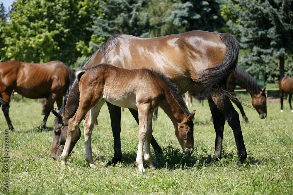 Thoroughbred mare and foal grazing in pasture following mother Thoroughbred mare and foal grazing in pasture following mother