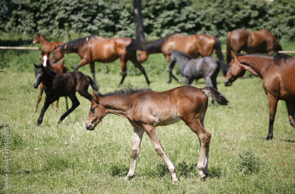 Herd of foals and mares grazing in the pasture Herd of foals and mares grazing in the pasture