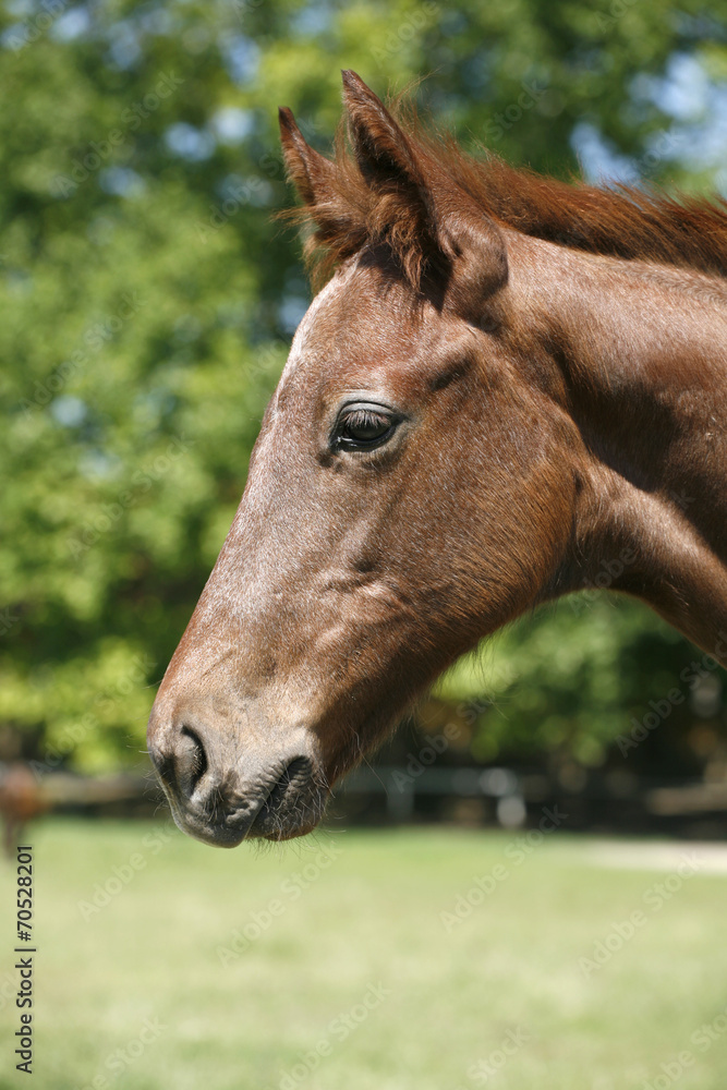 Portrait of a pretty foal in summer pasture. Portrait of a pretty foal in summer pasture.