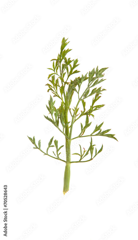 Leaf Leaf