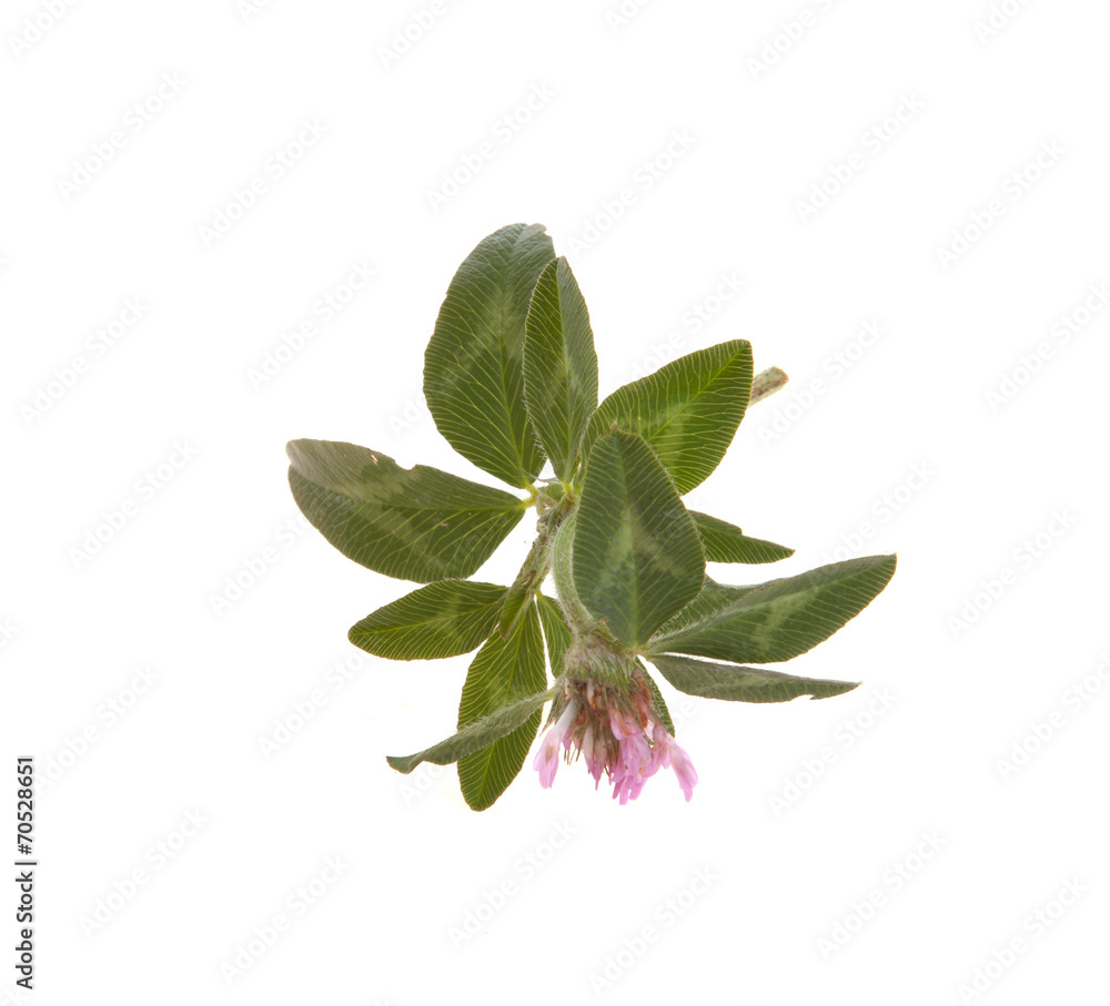 Obraz premium Clover