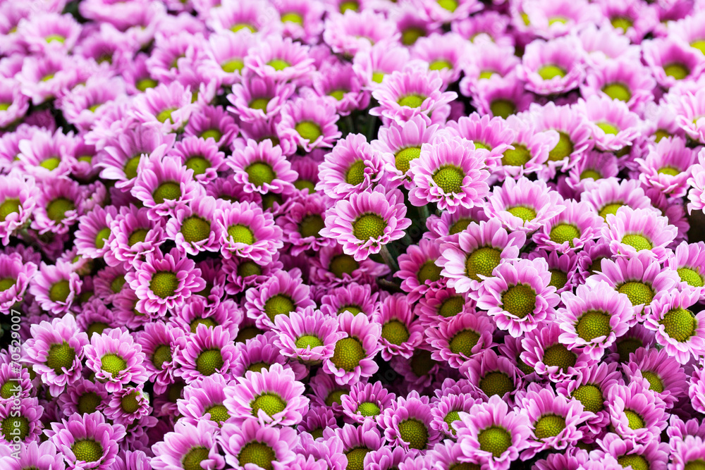 Obraz premium Small purple chrysanthemums as a background