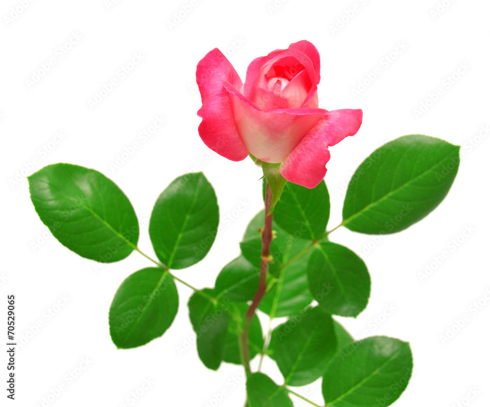 Obraz premium Beautiful pink rose