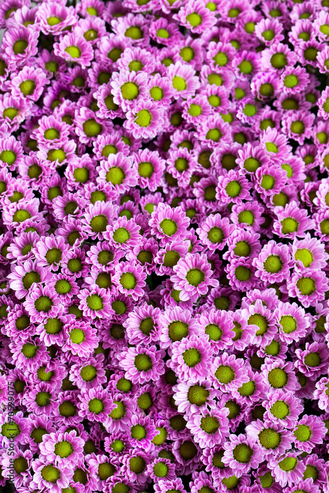 Fototapeta premium Small purple chrysanthemums as a background