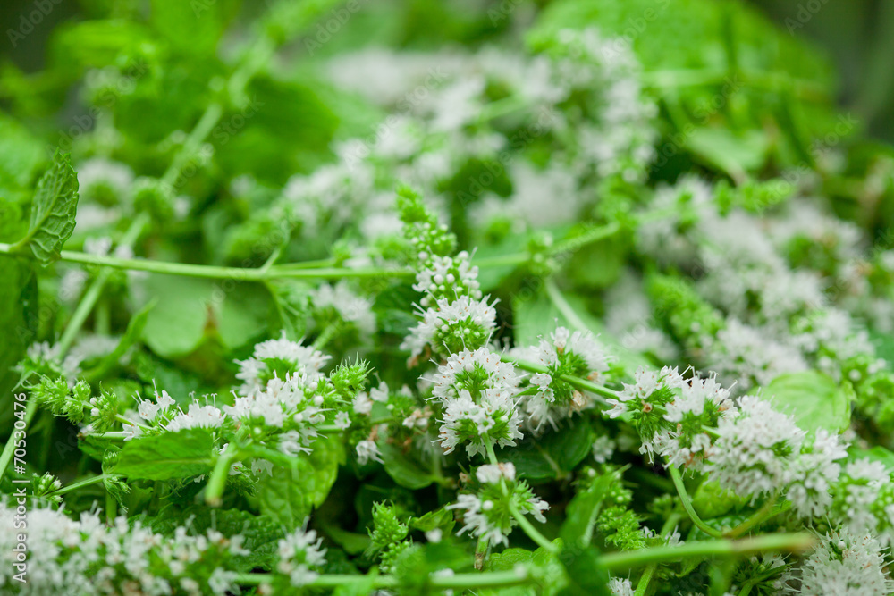 mint flowers and leafs for tea mint flowers and leafs for tea