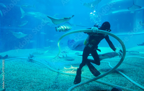 diver cleans aquarium photo