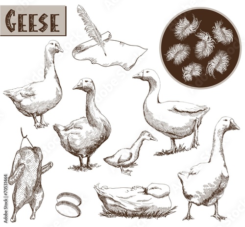 breeding geese photo