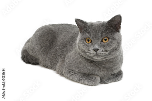 gray cat (breed Scottish straight) close-up on white background