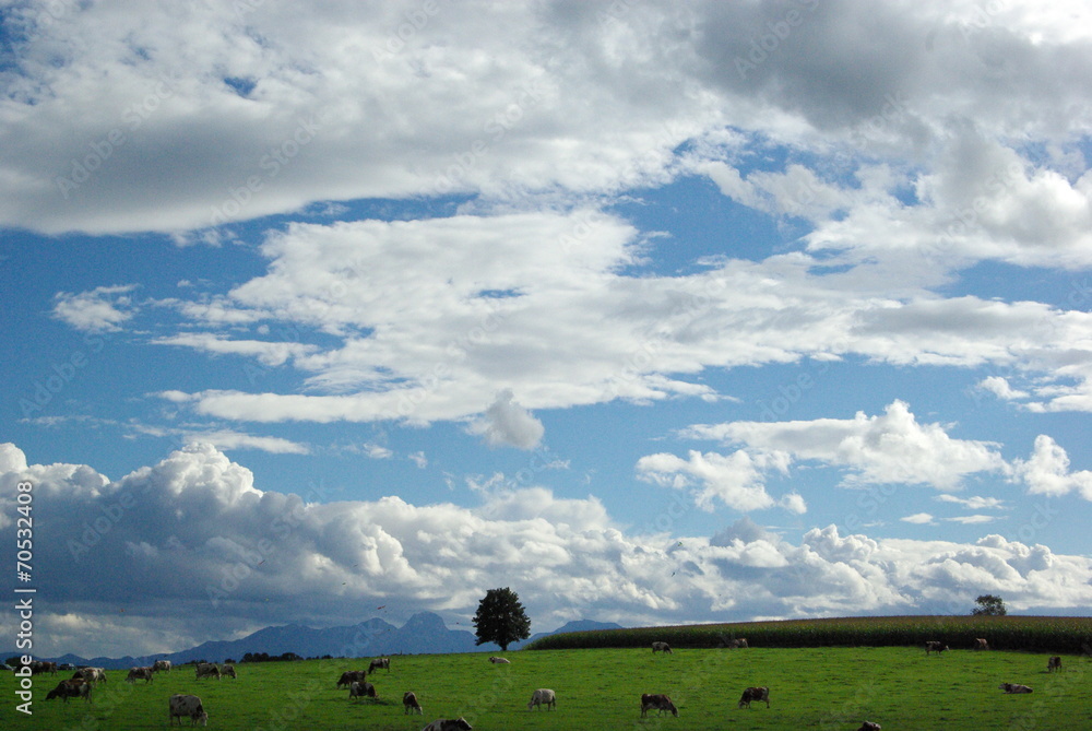 Wolken, Wiese, Kühe