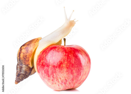 snail and apple