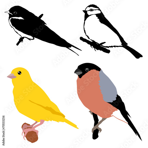 set of birds