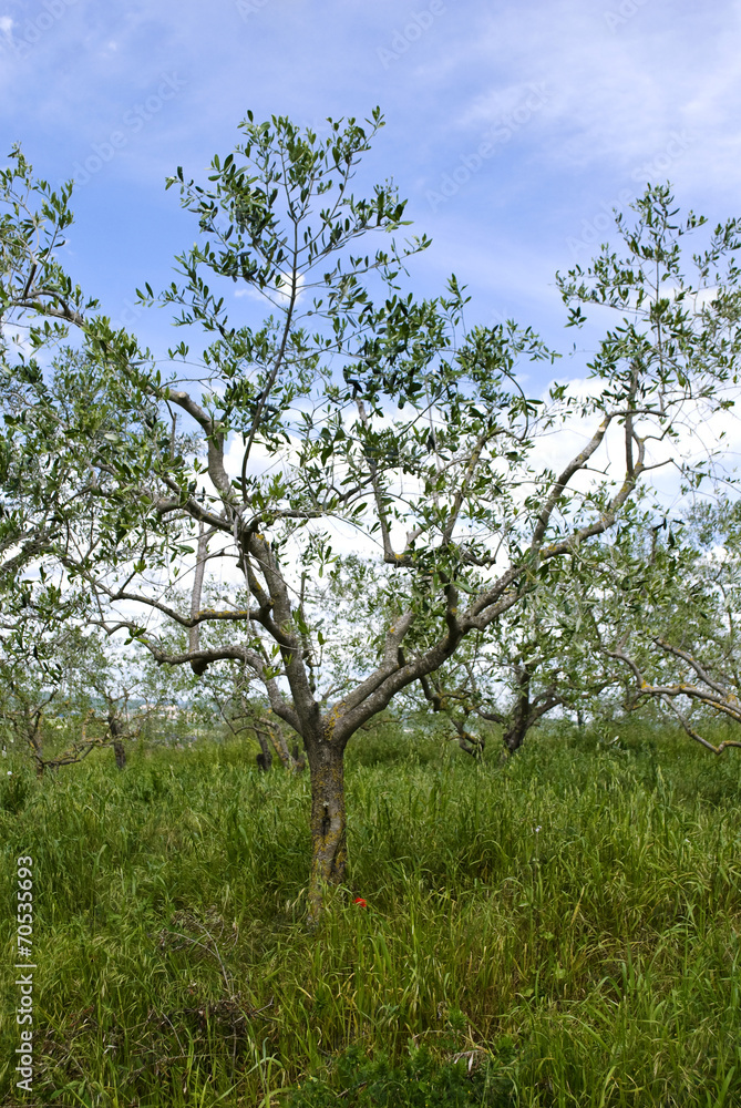Fototapeta premium The olive tree, Tuscany, Italy