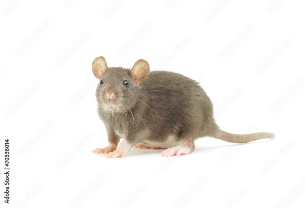 rat rat