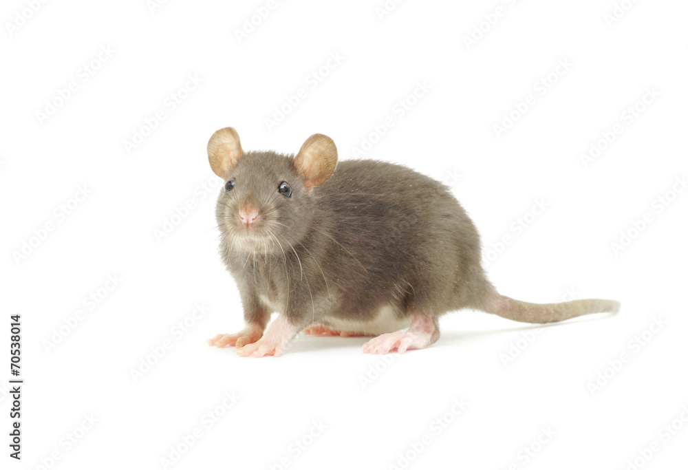 rat