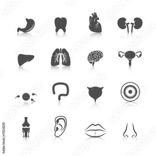 Human organs icons