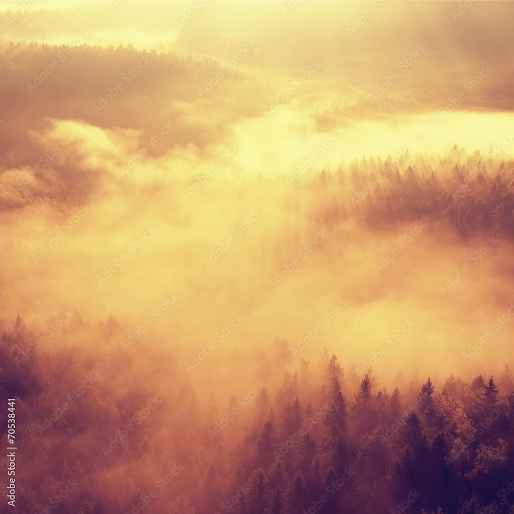 Fototapeta premium Magnificent autumn morning in golden shadows. 