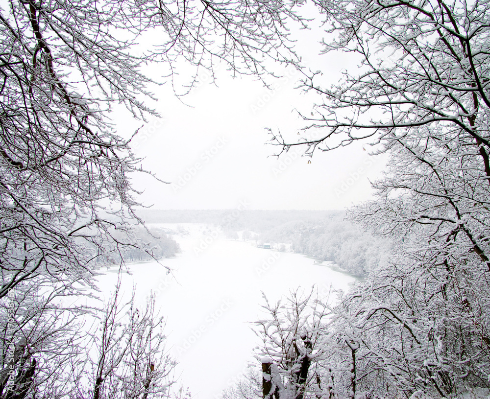 snowy trees snowy trees