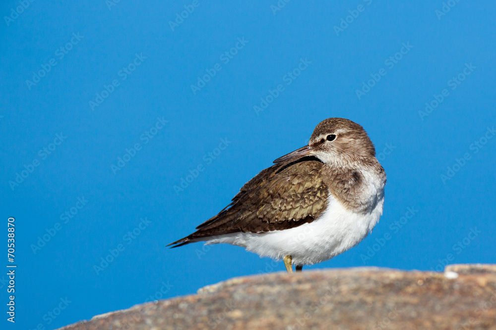 Actitis hypoleucos, Common Sandpiper. Actitis hypoleucos, Common Sandpiper.