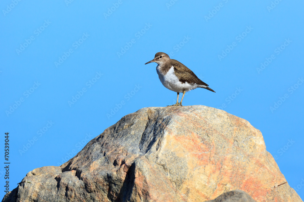 Actitis hypoleucos, Common Sandpiper. Actitis hypoleucos, Common Sandpiper.