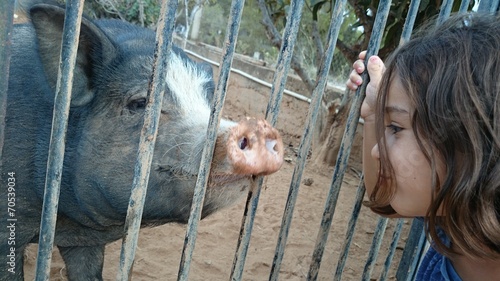 Niña y cerdo photo