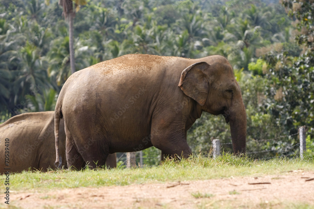 Fototapeta premium asiatischer Elefant