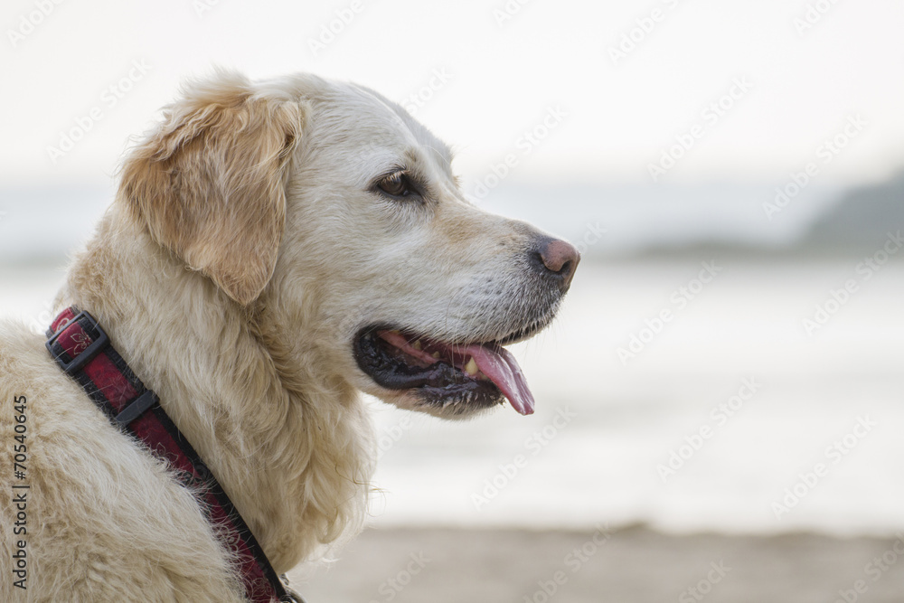 Golden retriever in bright light Golden retriever in bright light