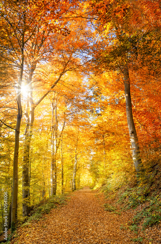 Obraz na płótnie Barwy jesieni w słonecznym lesie