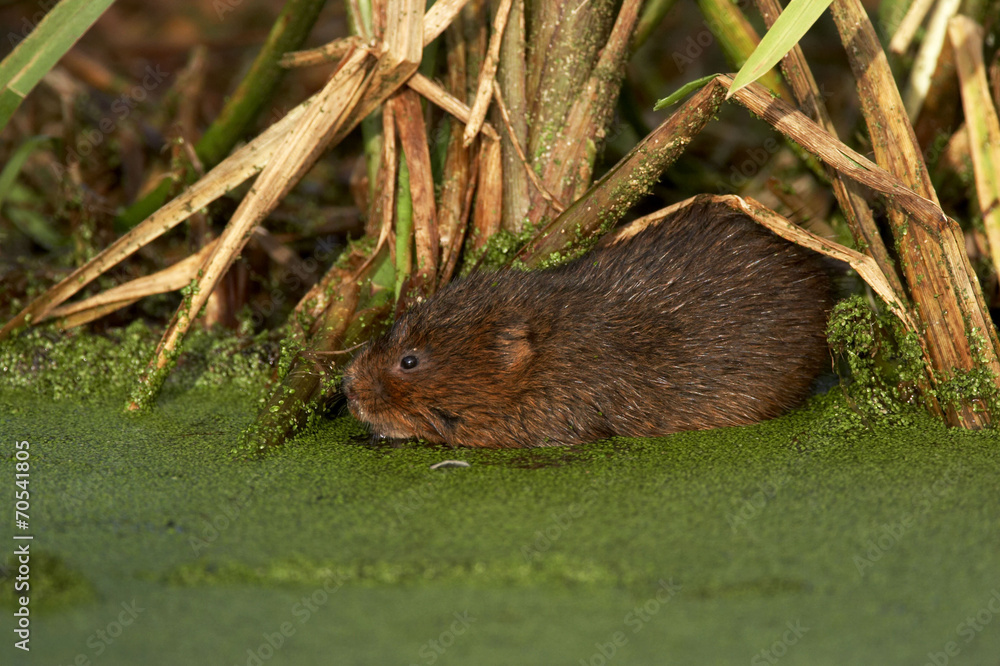 Water Vole - Arvicola terrestris Water Vole - Arvicola terrestris