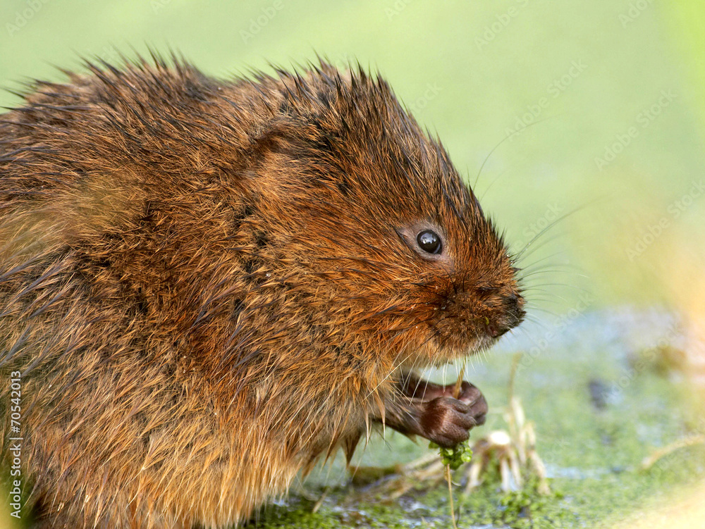 Fototapeta premium Water Vole - Arvicola terrestris