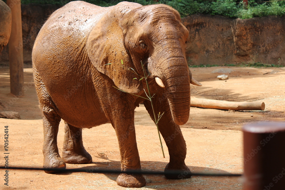 Naklejka premium Elephant