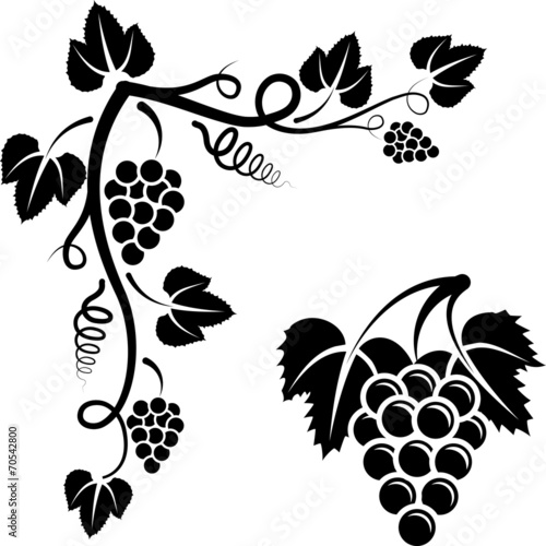bunch of vine and corner