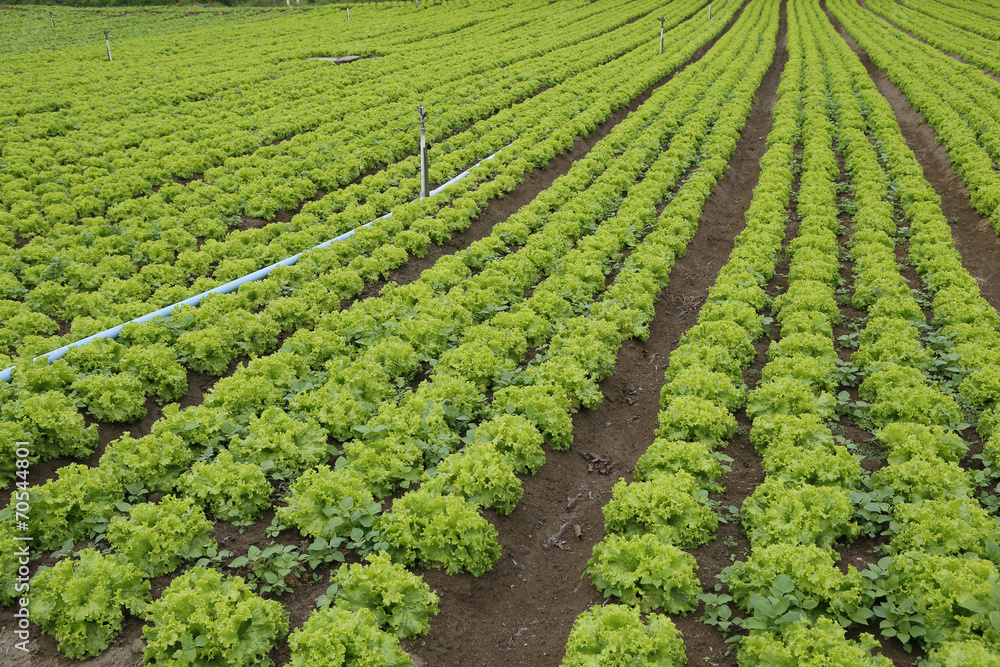 lettuce plantation