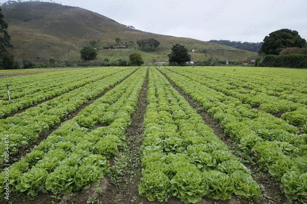 lettuce plantation