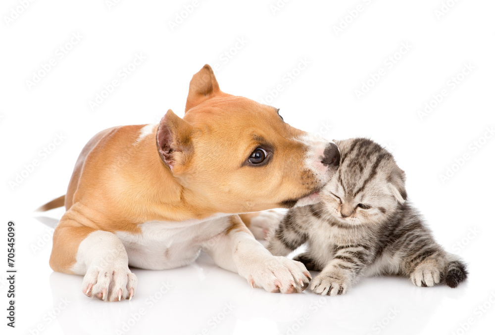 stafford puppy biting little tabby kitten. isolated on white bac