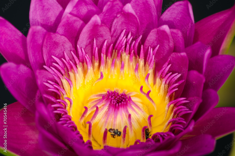 beautiful lotus in pond beautiful lotus in pond