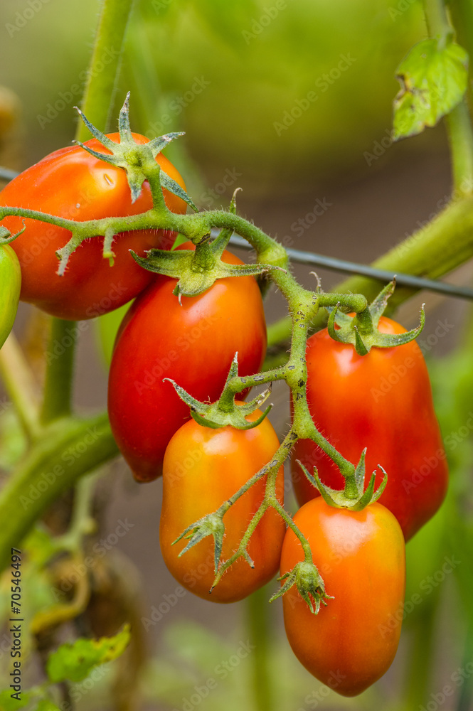 Paste or plum tomatoes in the garden