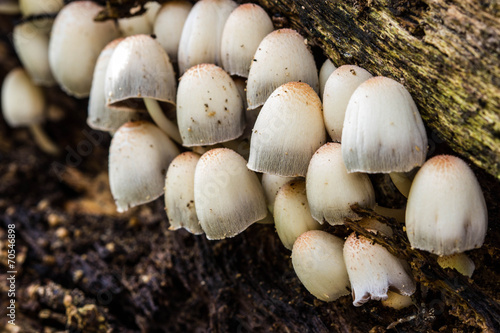 a group of white mushrooms growing in the old tree