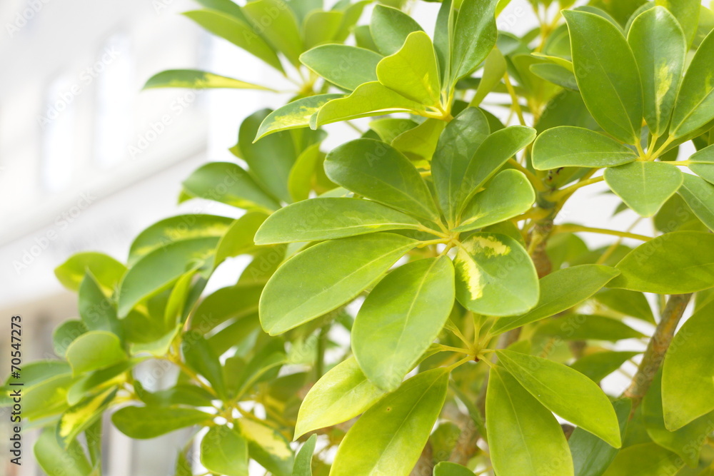 Obraz premium 観葉植物 Foliage plant