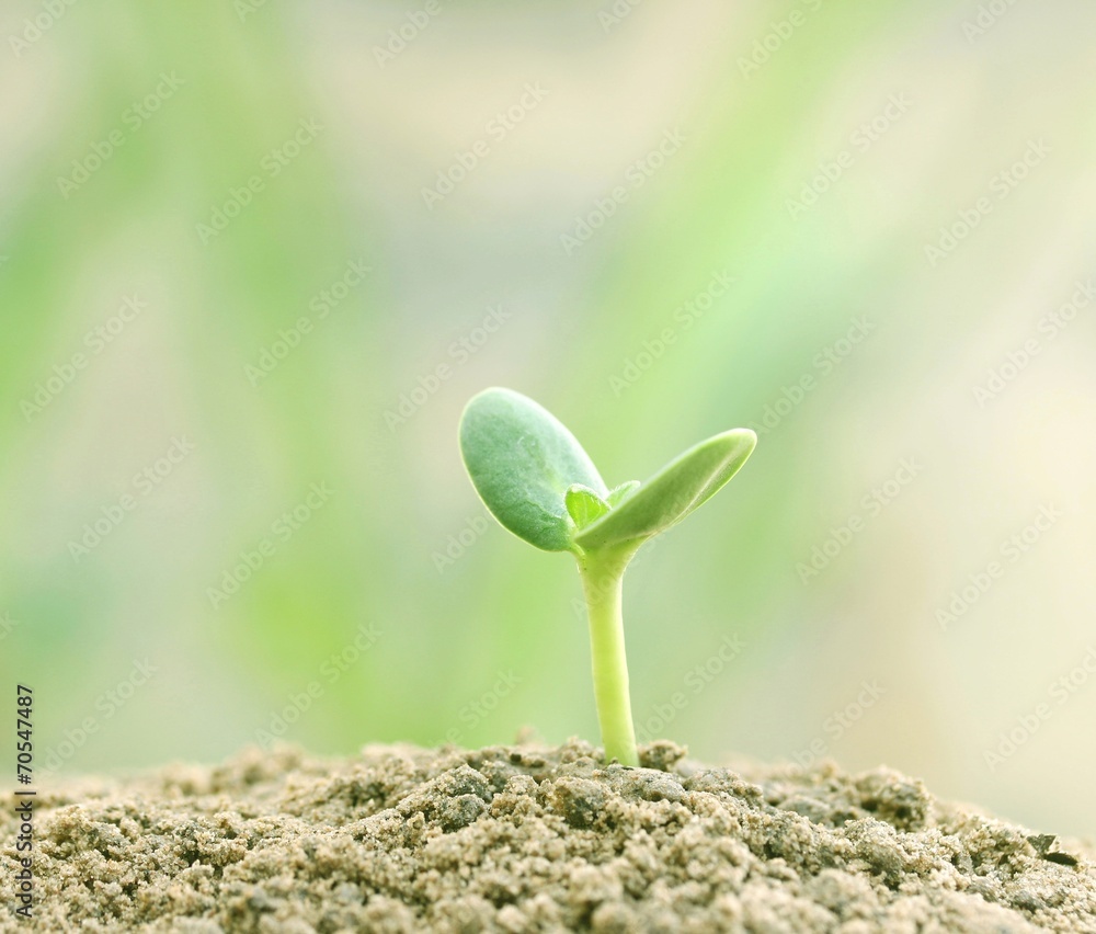 Fototapeta premium Growing plant