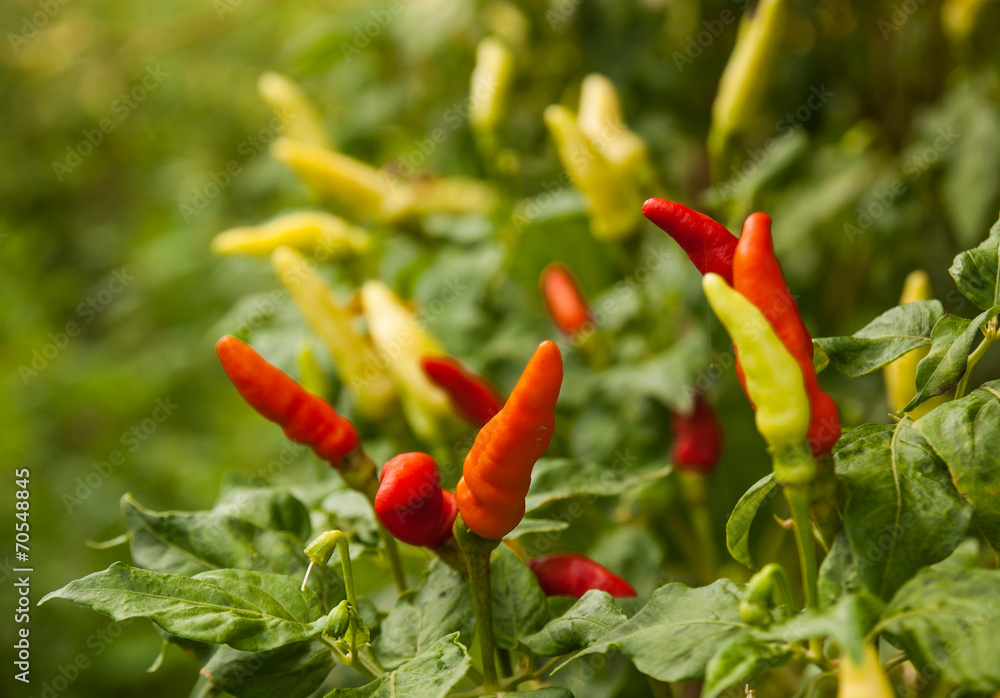 Guinea-pepper tree is red and green color in garden. Stock Photo ...
