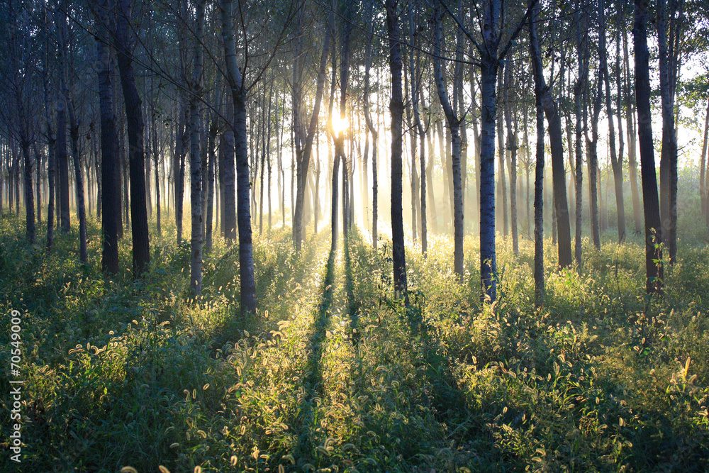 Fototapeta premium Morning sunlight falls on an forest