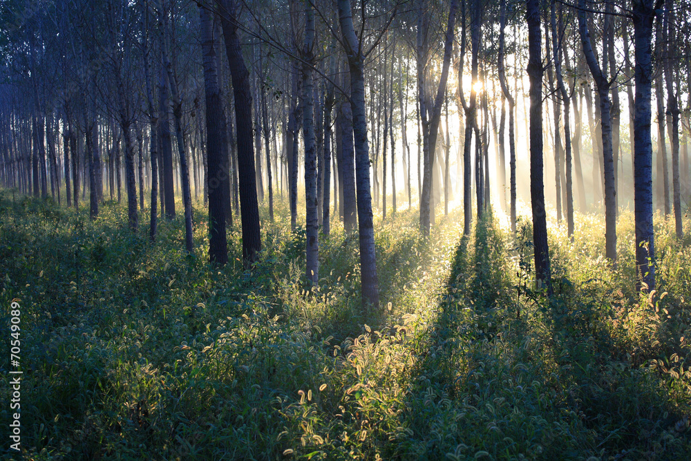 Morning sunlight falls on an forest