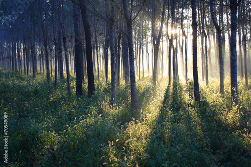 Morning sunlight falls on an forest